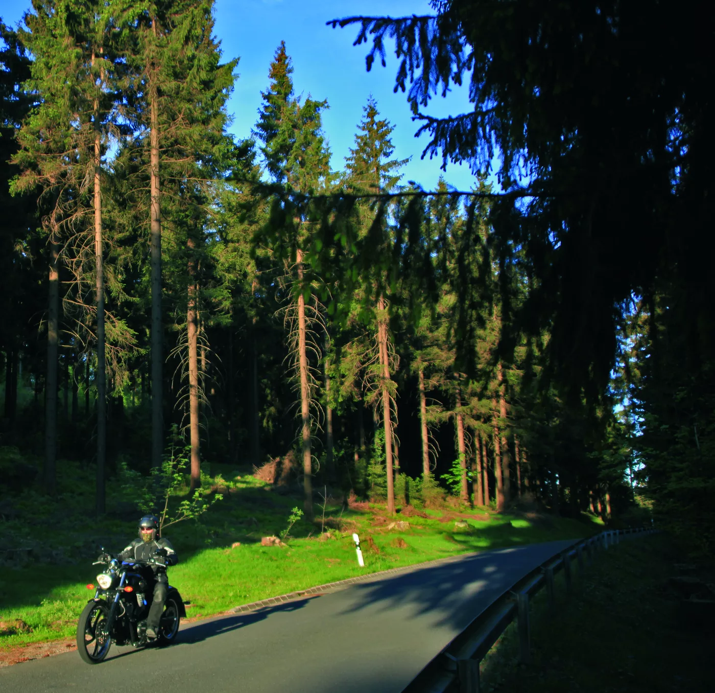 Motorrad auf einer Straße durch dichten Mischwald